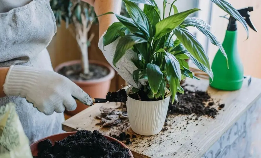 植物換盆教學